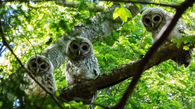 three owls sit among green trees