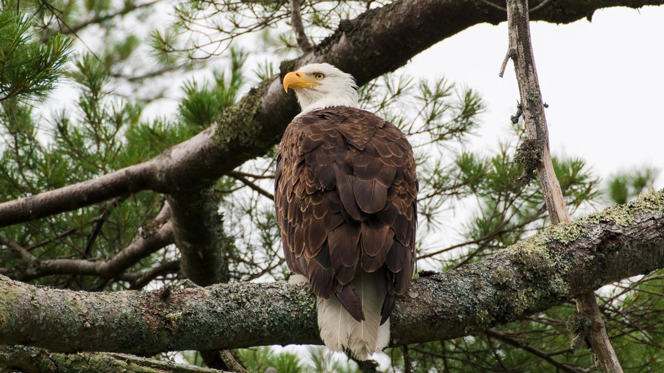 Raptors: Birds: Species Information: Wildlife: Fish & Wildlife: Maine Dept  of Inland Fisheries and Wildlife