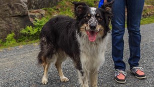 Dog on leash on carriage roads.