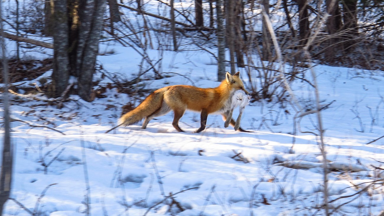 A red fox carries a snowshoe hare in its mouth