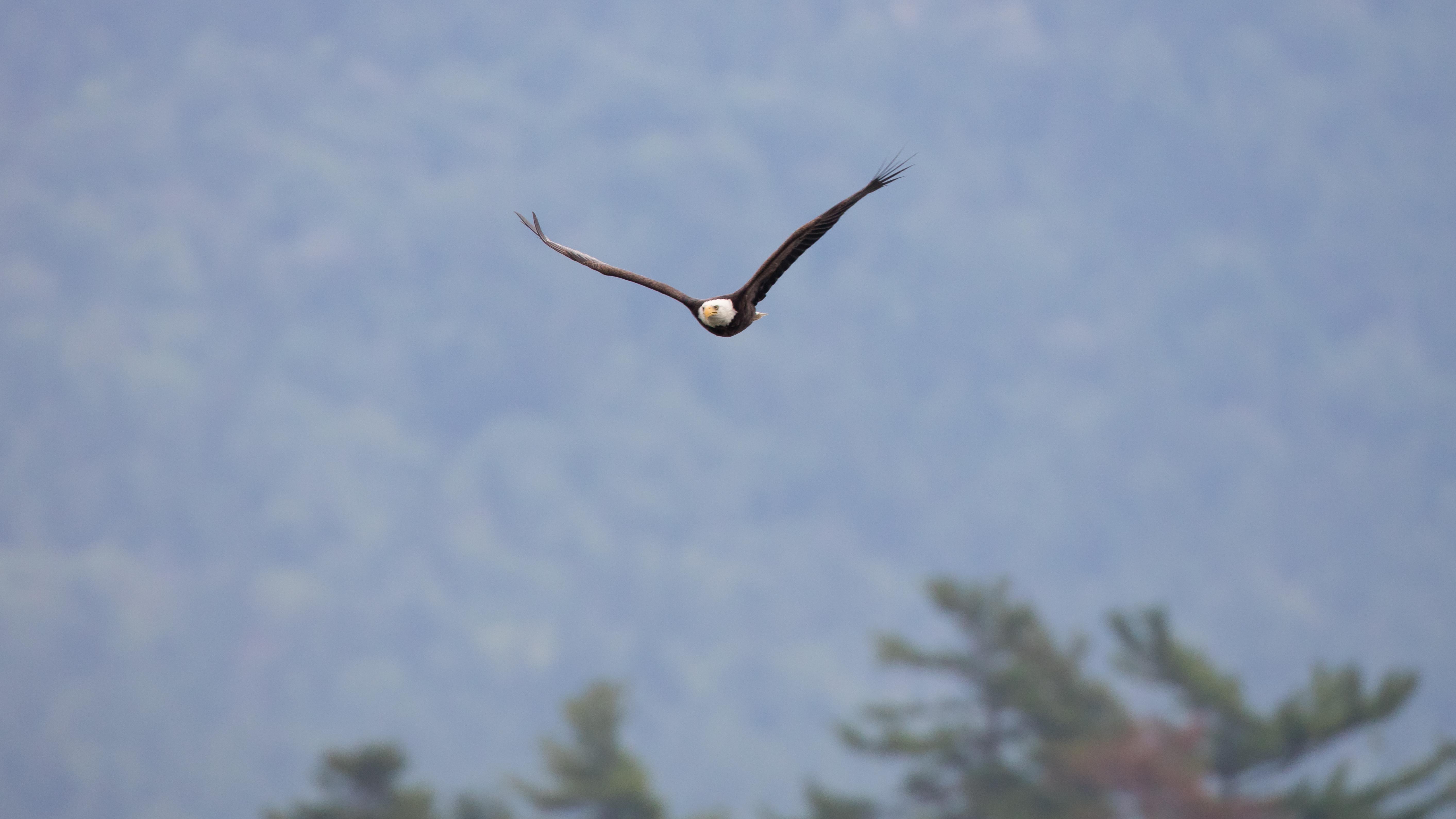 Majestic bald eagle soaring over Acadia's coastal waters with wings fully extended