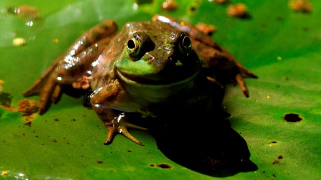 A green frog perches on a lily pad