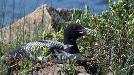 Adult loon on a nest beside a lake