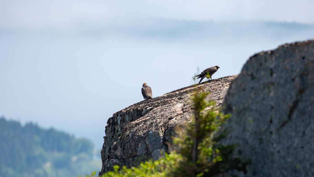 two fledgling falcons perched on a steep rocky outcrop