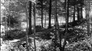 Historic photograph of a trail through forested area