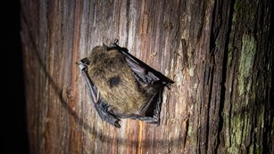 a light shines on a small brown bat on a tree stump