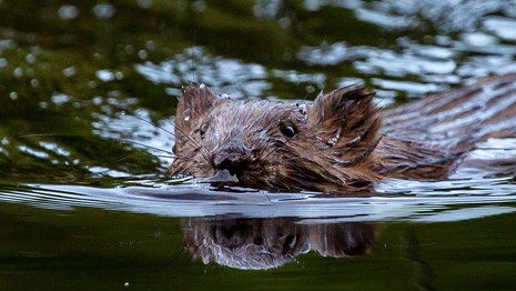 a brown beaver swims in a pond
