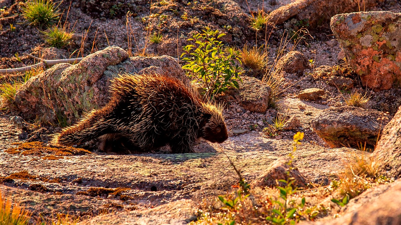 A porcupine walks along granite and ground vegetation