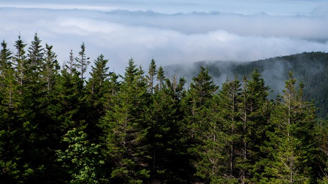 Evergreen trees line the foggy mountain view from a viewpoint