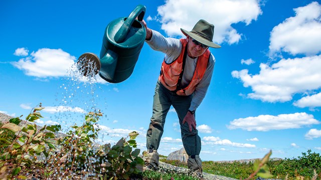 Park worker in field unform stands over small plants with a watering can in hand