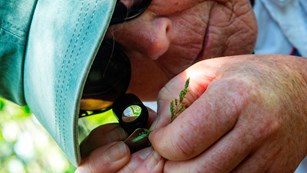 Researcher in ball cap uses small magnifying device to inspect a small plant