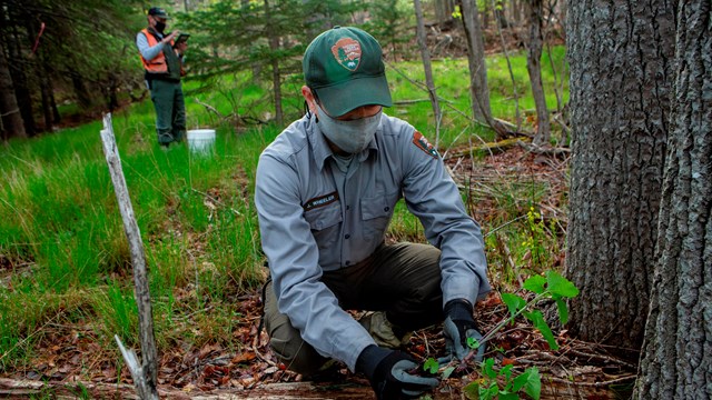 A park ranger wearing protective gear kneels to examine a plant