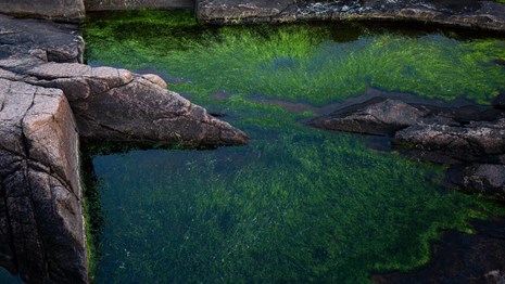 a tidepool filled with algae 