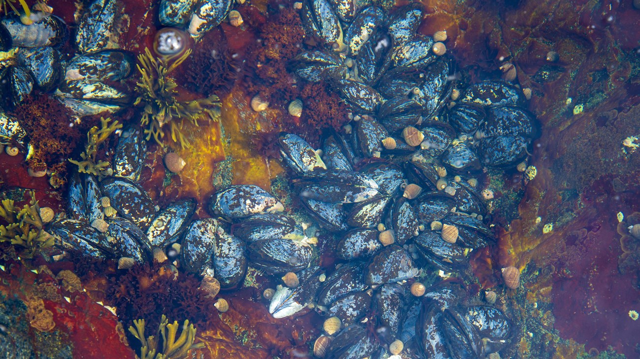 Mussels and barnacles in a tide pool