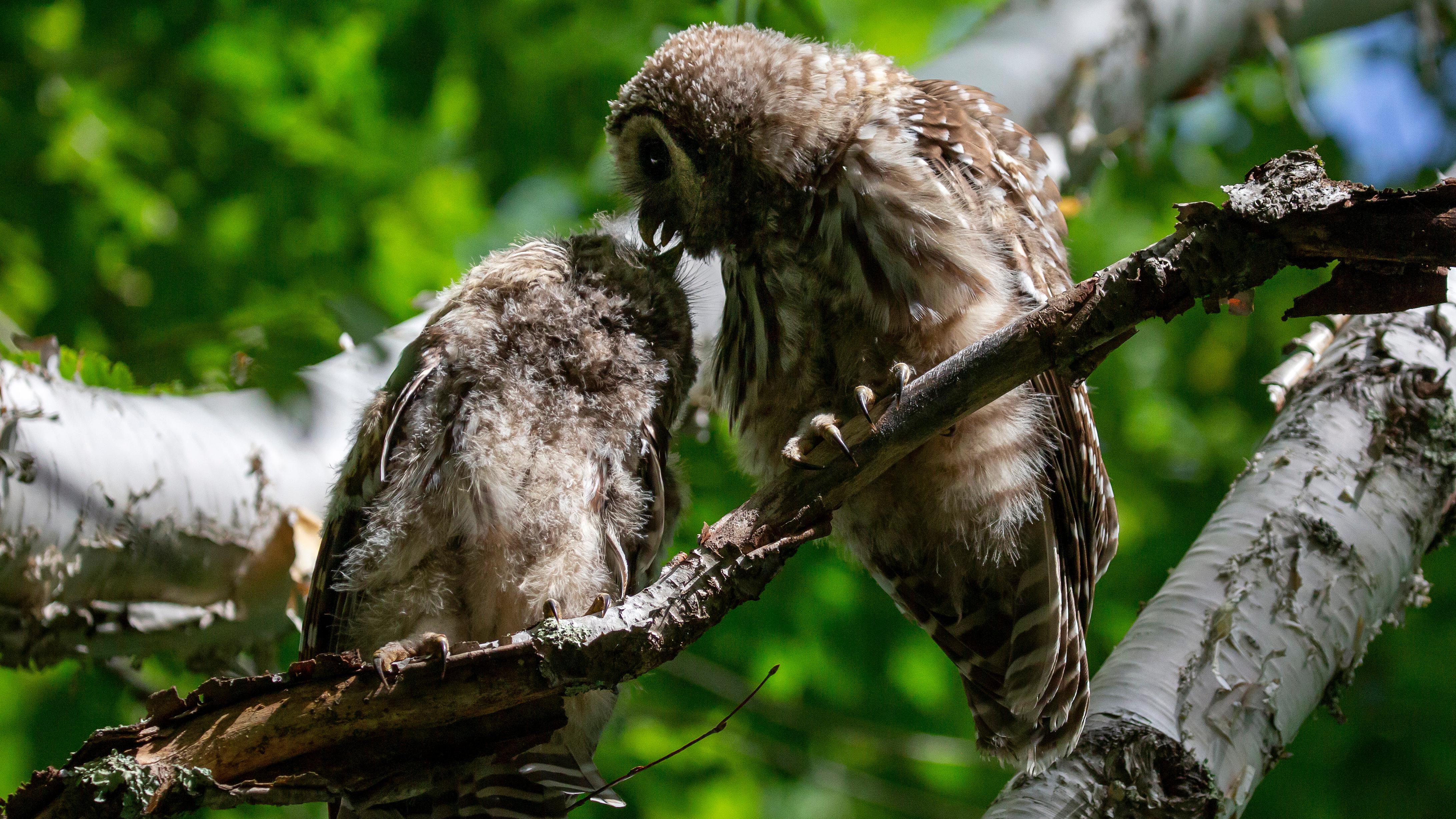 Three barred owls sitting on a tree branch
