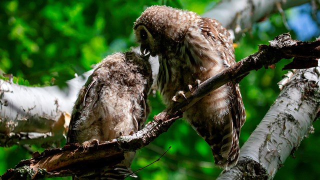 Three barred owls sitting on a tree branch