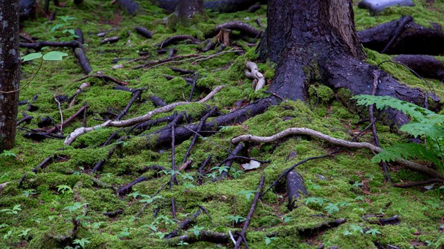 Tree roots and moss along a forest floor
