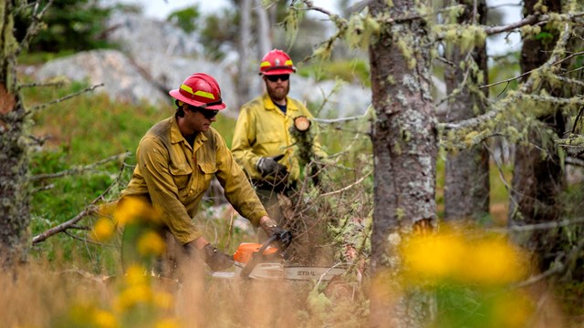 Two people dressed in yellow with red helmets use a chainsaw to cut dead trees