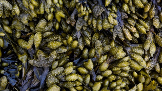 a close up of bivalves and barnacles