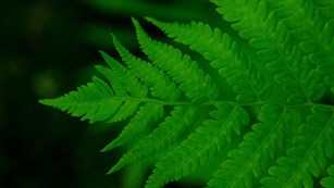 a close up of a green fern