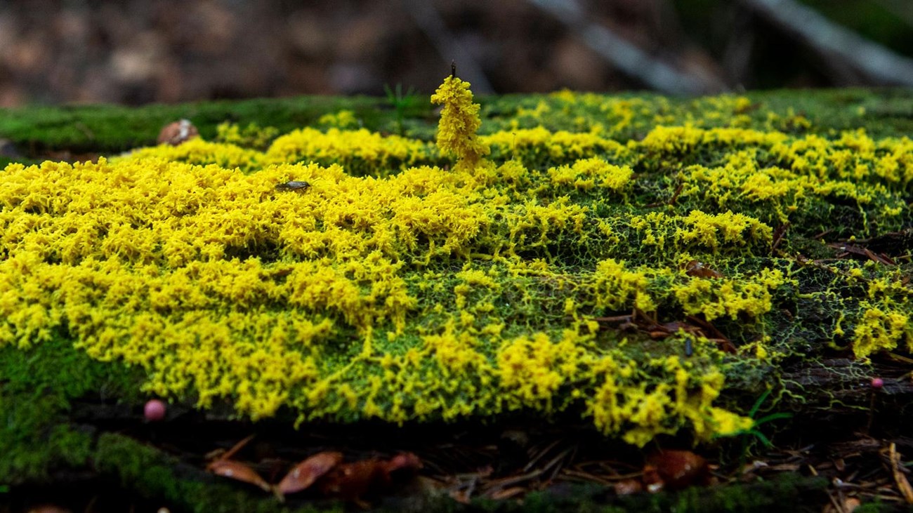 green and yellow moss close up
