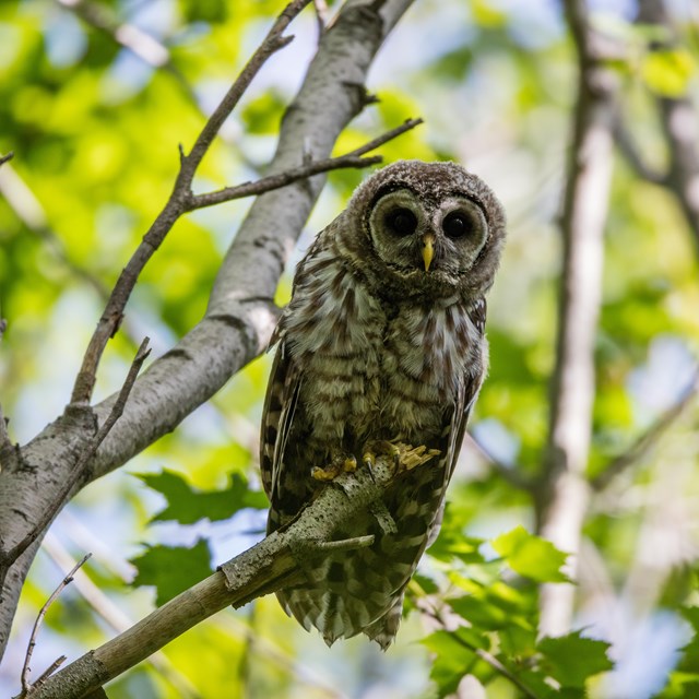Barred owlet in a tree looking directly at the camera.