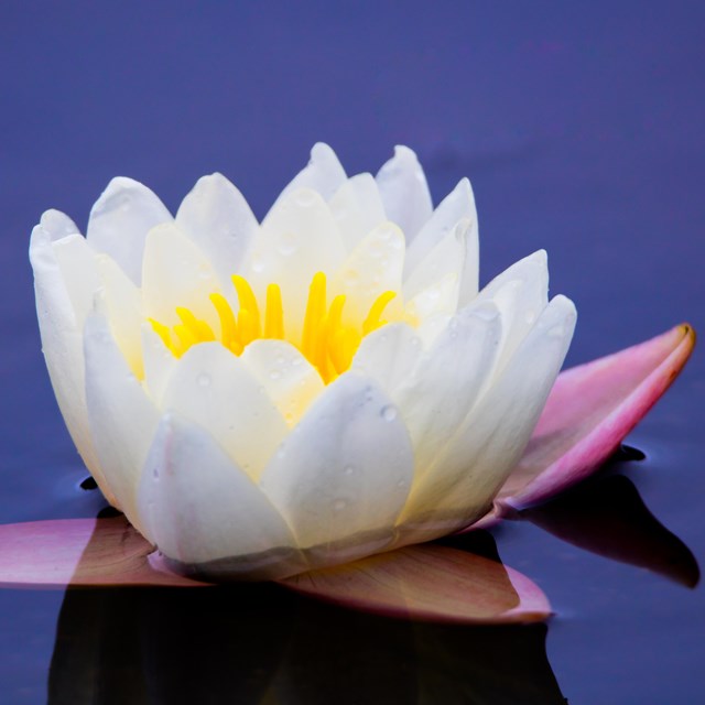 Water lily sitting atop a placid lake.