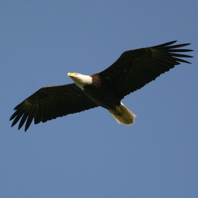 a bald eagle flying overhead