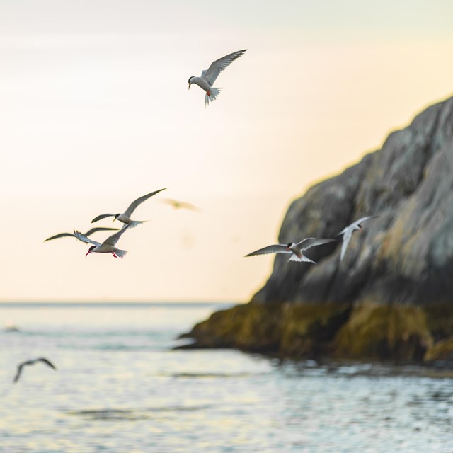 Birds flying over a rocky coastline area
