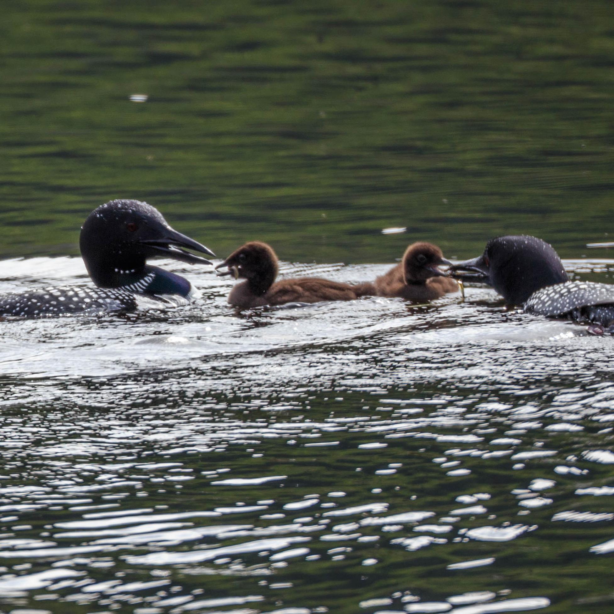 A loon couple feed their two young chicks.