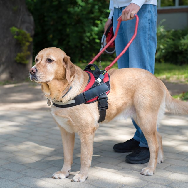 Dog wearing a large harness with long handle held by a person beside it 