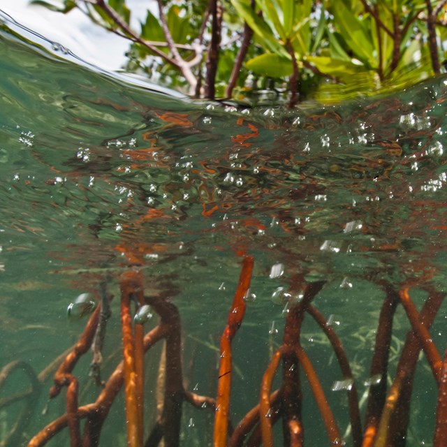 mangrove tree roots growing in water