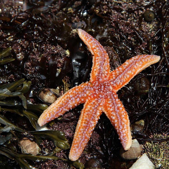 a northern sea star with five legs on a rock in a tidepool