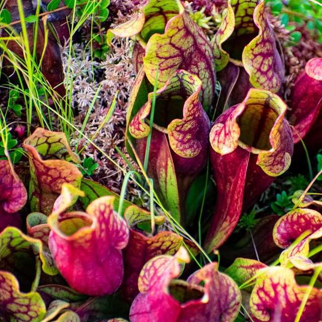 group of flowers shaped like pitchers