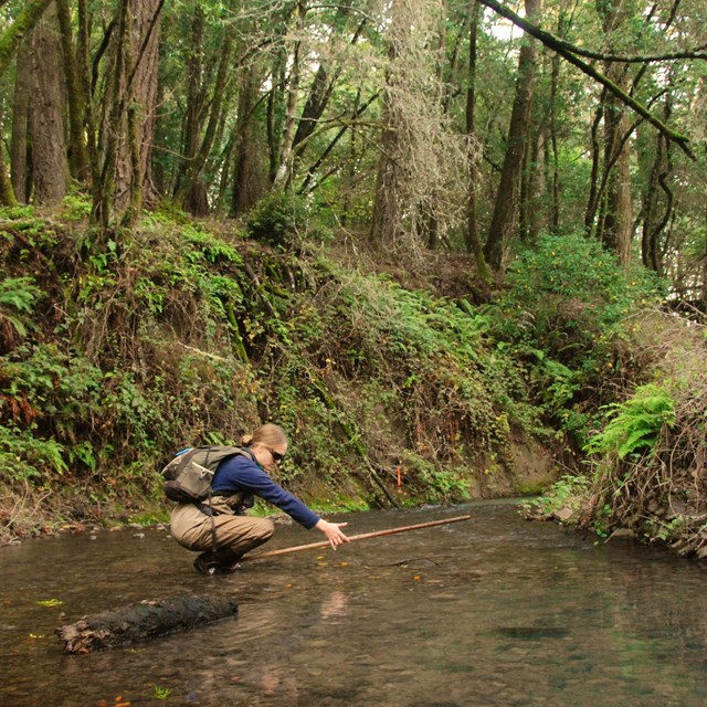 female biologist measures length of salmon in small stream