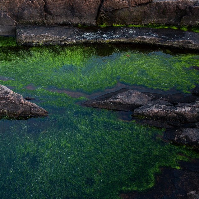 a tidepool filled with algae 