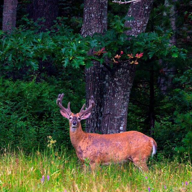 a male white tail deer with antlers standing in tall grass looking at the camera