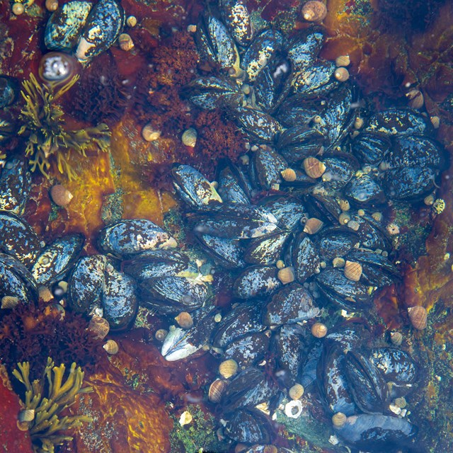Mussels and barnacles in a tide pool