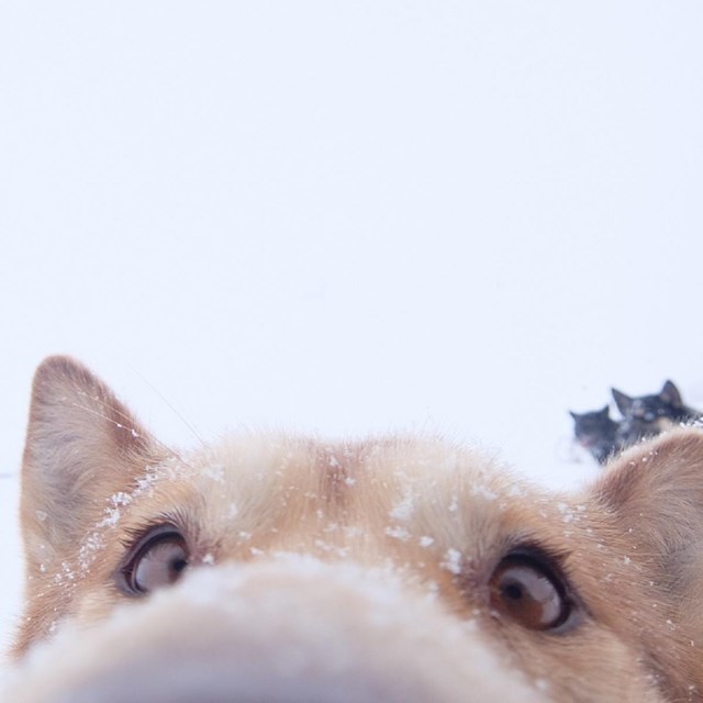 close up of a snowy service animals nose