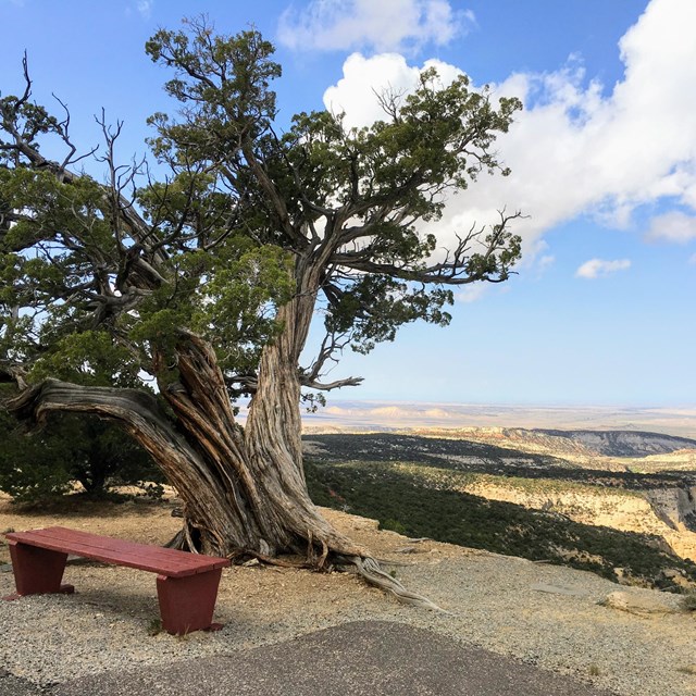 Scenery photo with a bench, tree and an overlook of desert landscape.  