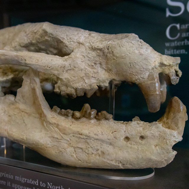 Fossilized skull of a carnivore with large front teeth