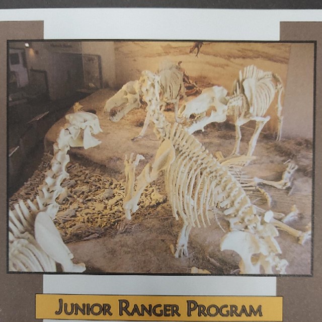 4 life size animal skeletons stand on a display indoors.