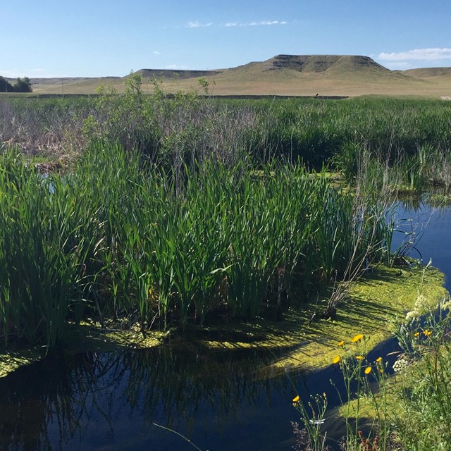 A deep blue river veers to the left around a small patch of tall green grass and algae.