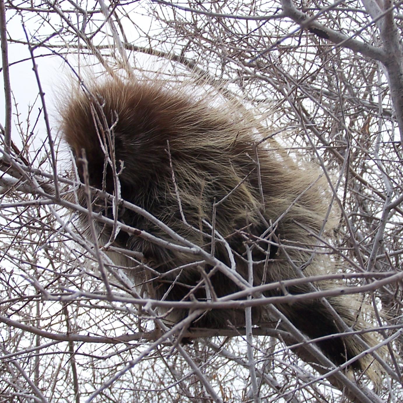 A porcupine lies on a branch of a bare tree.