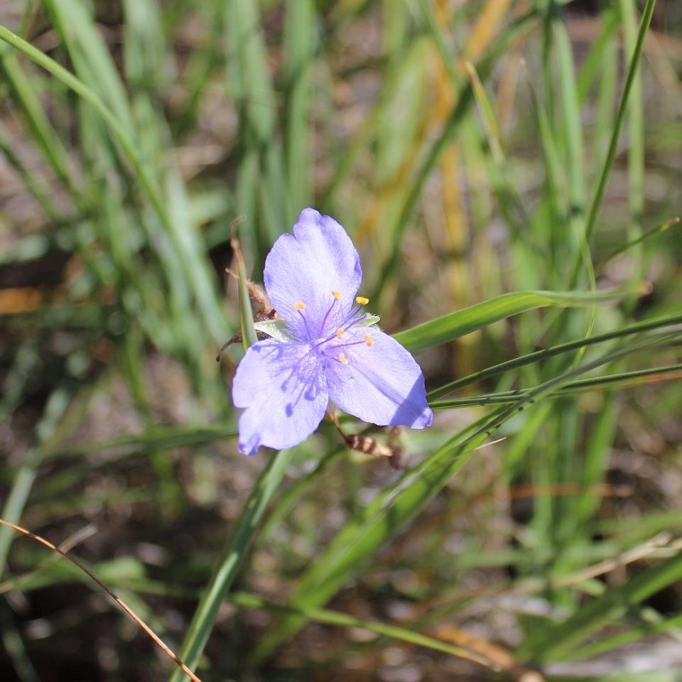 A purple flower with 3 triangular petals bends over tall green grasses.