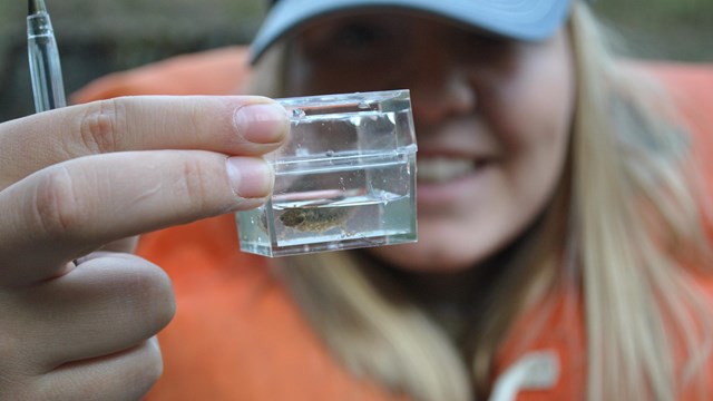 A citizen scientist looks at a dragonfly larvae in a magnifying box.