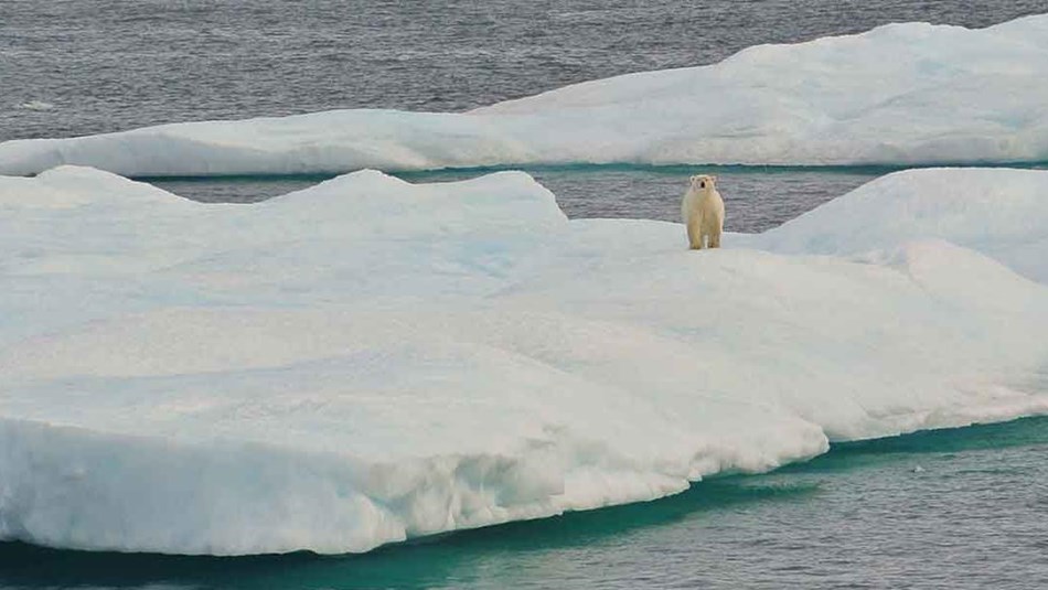 A polar bear stands on ice in the Beaufort Sea.