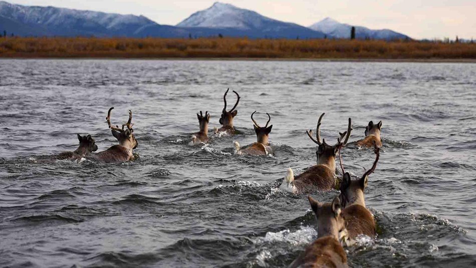 Caribou swimming across a river.
