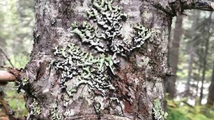 Lichens grow on the bark of a tree.