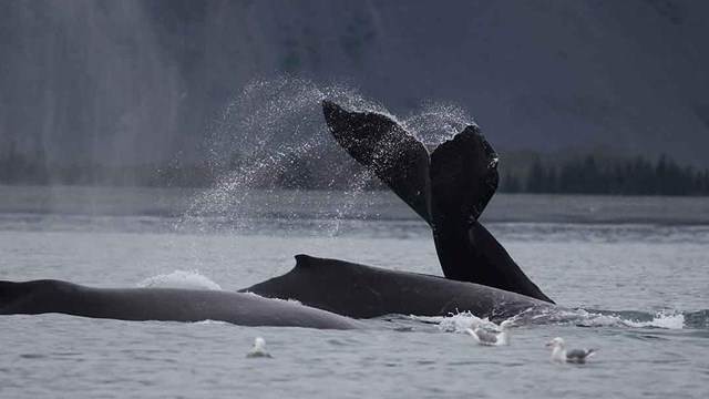 marine wildlife - Alaska Nature and Science (. National Park Service)